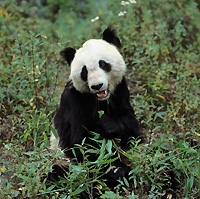 Il Panda allo Zoo di Pechino