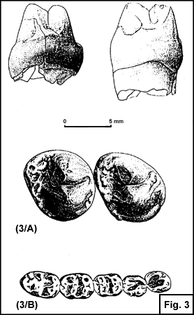 Fossili di denti di Oreopitheco (21,3 Kb)