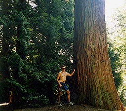 accanto ad una giovane sequoia californiana (Burcina)