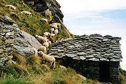 le pecore si allontanano dall'Alpe turinetto 