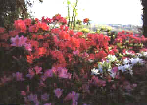 fiori di azalea