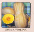 Zucca_violina.jpg (17247 byte)