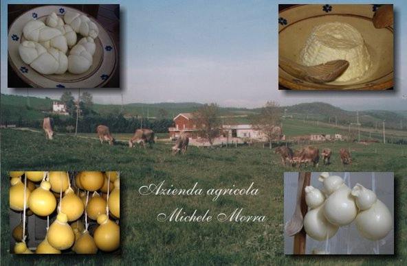 Azienda agricola Michele Morra, vendita caciocavalli freschi e stagionati, ricotta, nodini, trecce e scamorze. Deliceto (Foggia)
