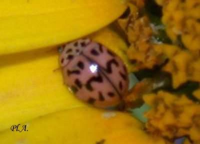Coccinellidae_1720.