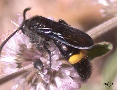 Hymenoptera_Scolidae_7974.jpg (16599 byte)