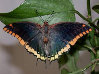 Farfalle Charaxes janus (faralla del corbezzolo) 