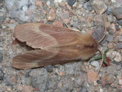 Farfalle notturne  Bobice del trifoglio (Lasiocampa trifolii)  