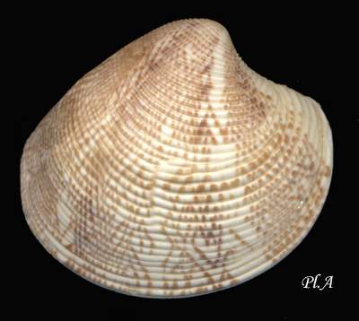 Veneridae_Chamelea_gallina_gallina.jpg (17677 byte)