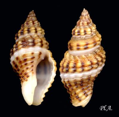 Buccinidae_Cantharus_d'_orbignyi.