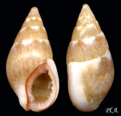 Nassaridae_Amyclina_corniculum_03.