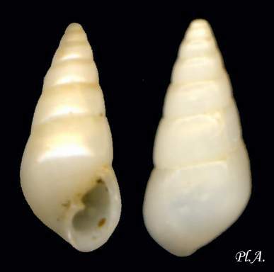 Pyramidellidae_Odostomia_conoidea_ 03.