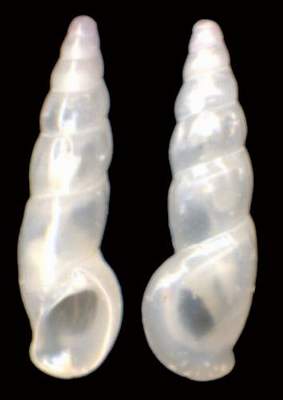 Rissoidae_Rissoa_auriscalpium.