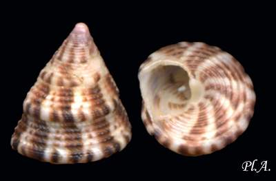 Trochidae_Jujubinus_monterosatoi.