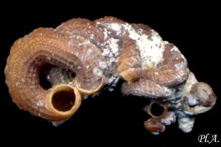 Vermicularidae_Petaloconchus_subcancellatus.