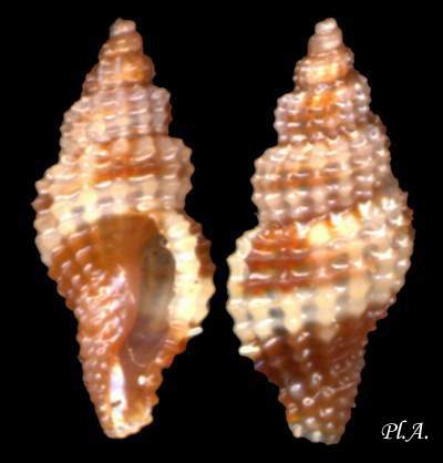 Turridae_Raphitoma_bicolor.