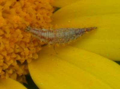 Chrysopa septempunctata (larva)