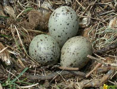 Larus cachinnas (gabbiano reale uova)