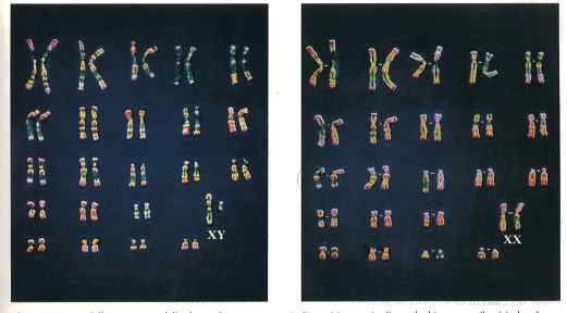 46 cromosoni.jpg (13527 byte)