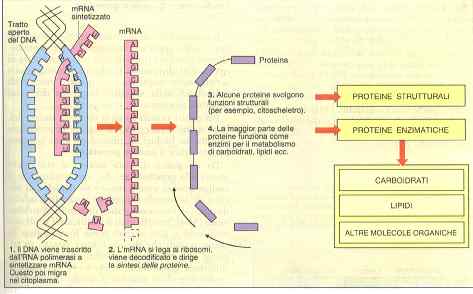 sintesi proteica.jpg (17273 byte)