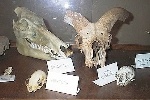 Alcuni crani di animali