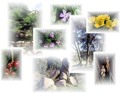 Alcune immagini del giardino e della sua flora