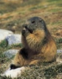 Marmota marmota