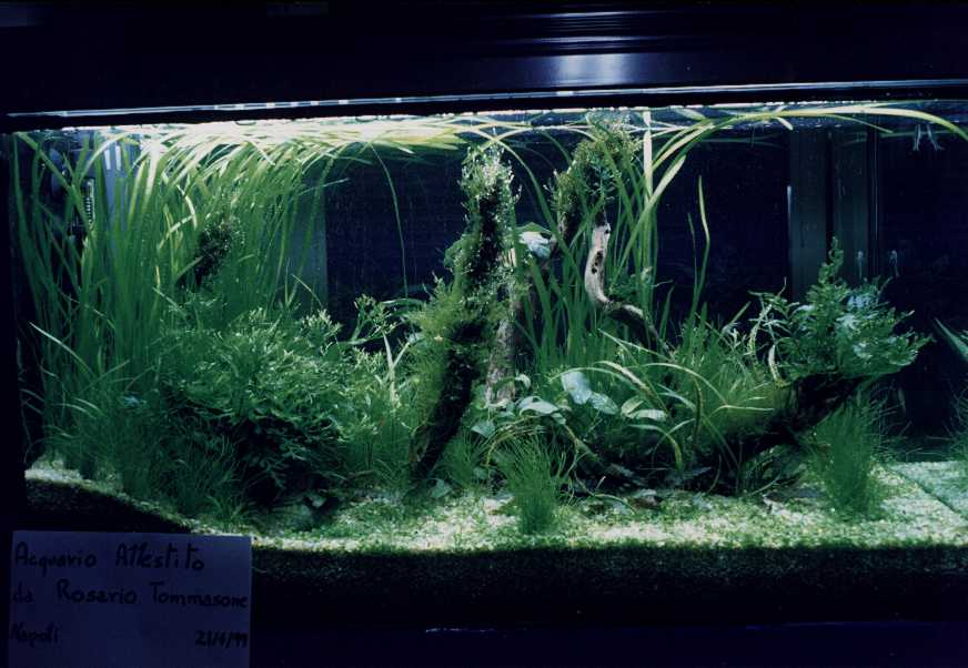Esempio di acquario con piante