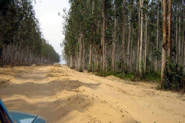 Eucalyptus forests
