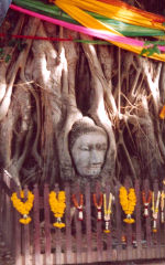 Wat Maharat, fallen head of Buddha entwined in the tree roots, Ayuttayah