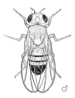 drosophila maschio