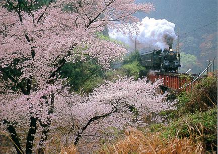Cherry blossoms and Locomotive
