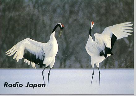 Japanese Cranes in Hokkaido