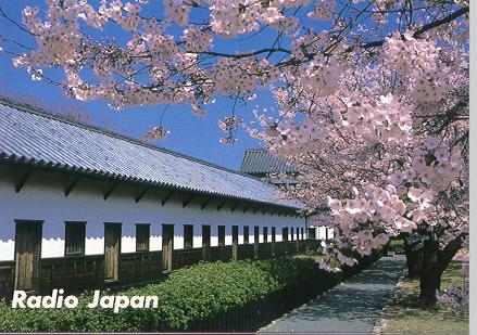 Cherry Blossoms over Former Samurai Barracks in Fukuoka, Kyushu