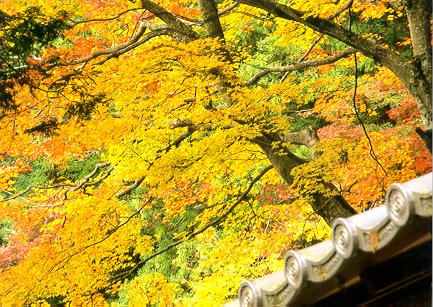 Autumn at Eigenji: Shiga