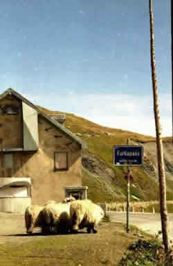 Passo Furka: pecore d'alta quota.