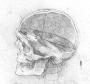 Studio di un Cranio -Codice di madrid