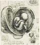 Studio di embrione-Codice di Madrid