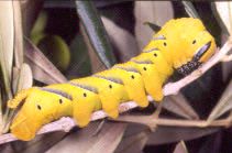 Acherontia atropos (larva, yellow form)