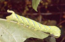 Acherontia atropos (larva, green form)