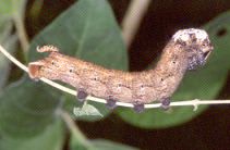 Acherontia atropos (larva, brown form)