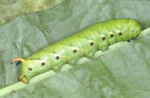 Agrius convolvuli convolvuli (larva, green form)
