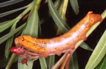 Daphnis nerii (larva, brown form)