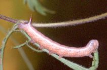 Hemaris croatica (larva, pink form)