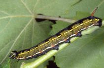 Hyles livornica livornica (larva, dark form)