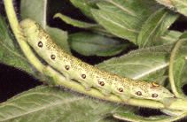 Proserpinus proserpina proserpina (larva, green form)