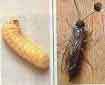 Sirex: larva e insetto adulto