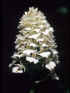 anacamptis_albiflora.jpg (19579 byte)