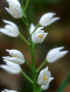 cephalanthera longifolia_2.jpg (16244 byte)