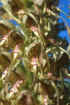 himantoglossum hircinum_2.jpg (30704 byte)