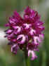 orchis x dietrichiana_1.jpg (23667 byte)